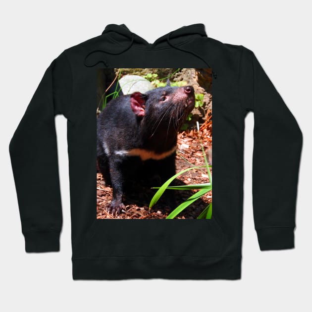 Tasmanian Devil Hoodie by kirstybush